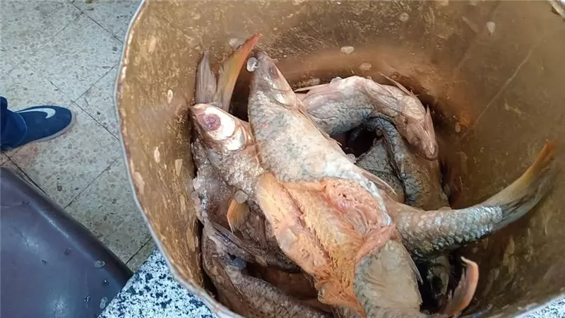 ضبط كميات كبيرة من الأسماك المملحة واللحوم غير الصالحة للاستهلاك الآدمي بالمنيا