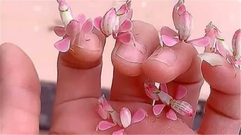 كأنها وردة حقيقية ..رجل صيني يستعرض حشرة 