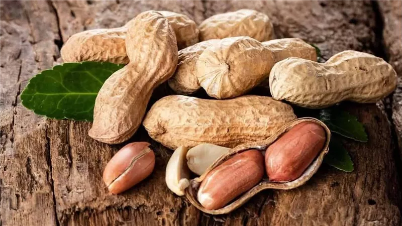 غني بالبروتين النباتي.. تعرف على فوائد الفول السوداني لصحتك