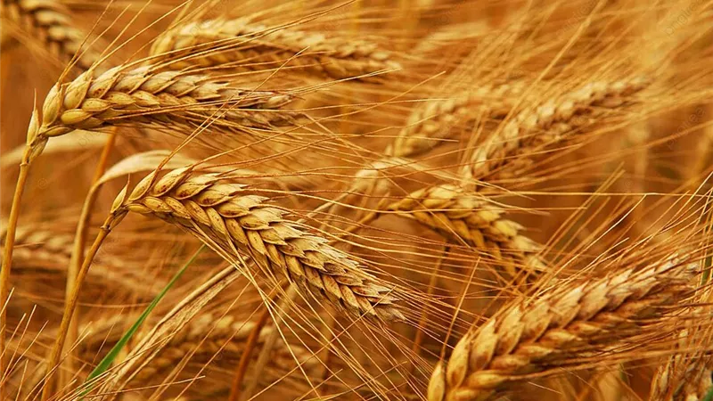 الذهب الأصفر.. مزارعي الإسماعيلية يستعدون لموسم حصاد القمح 
