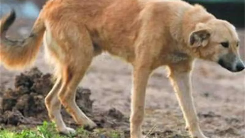 بالأسماء.. كلب ضال يعقر 5 أشخاص بينهم 4 أطفال في البحيرة