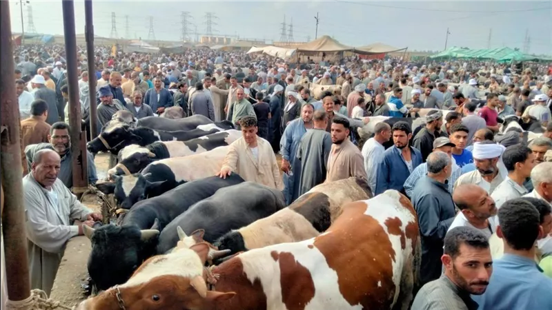 تحصين 2 مليون وربع رأس ماشية ضمن حملتها القومية| صور 