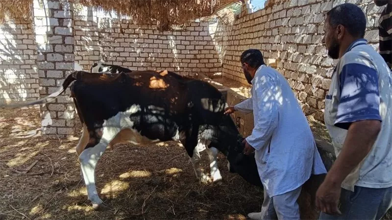 هند الشيخ: حملة الوقاية من الحمى القلاعية لضمان سلامة المواطنين 