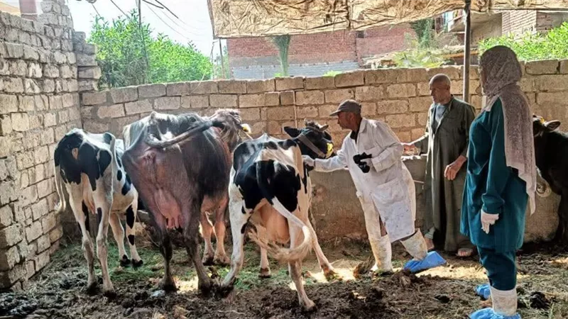 محافظ الغربية يتابع جهود الطب البيطري لحماية الثروة الحيوانية
