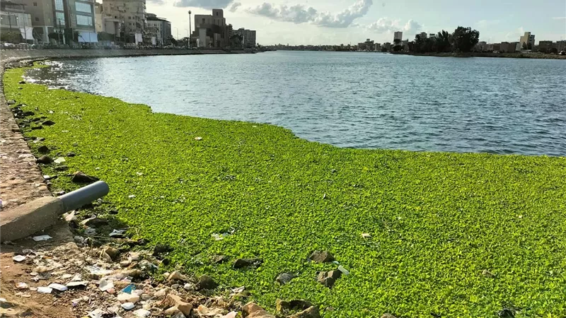 انتشار ورد النيل يثير القلق في دمياط ويعطل حركة المياه بالمجاري المائية
