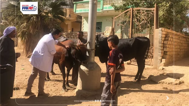 تحصين 1840 رأس ماشية ضد الحمى القلاعية والوادي المتصدع في الفيوم 