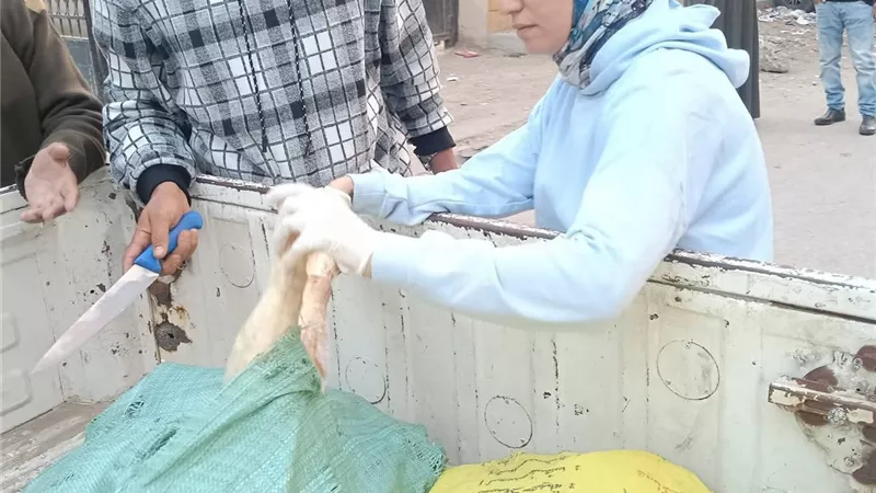 ضبط 25 طن رجول بقر وهياكل دواجن منتهية الصلاحية بالواسطى