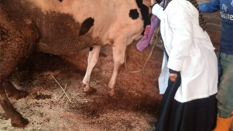 حملة التحصين تجوب كفر البطيخ: جهود مكثفة لحماية الثروة الحيوانية بدمياط