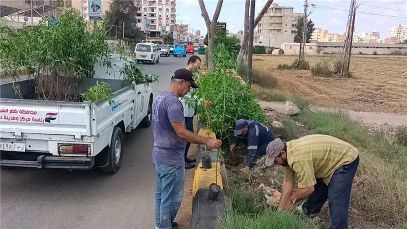 «طنطا» تواصل خطة التشجير وتزرع 125 شجرة جديدة ضمن مشروع التحول البيئي الأخضر
