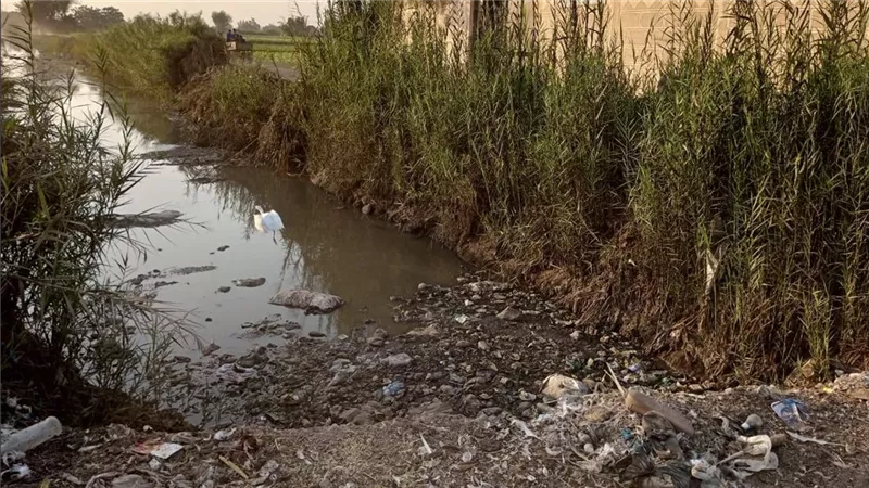 استغاثة أهالي قرية بالبحيرة: المجاري تسربت للأراضي الزراعية والأمراض انتشرت