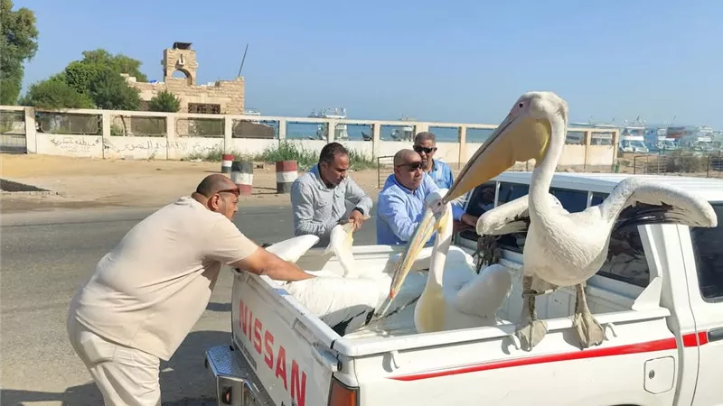 بتوجيهات الوزيرة.. تكثيف جهود وزارة البيئة في جمع طيور البجع بطريق السخنة