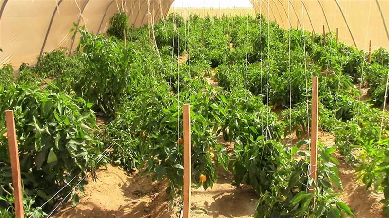 البحوث الزراعية: سيناء بيئة فريدة عالميًا لإنتاج الزيتون والأعشاب الطبية