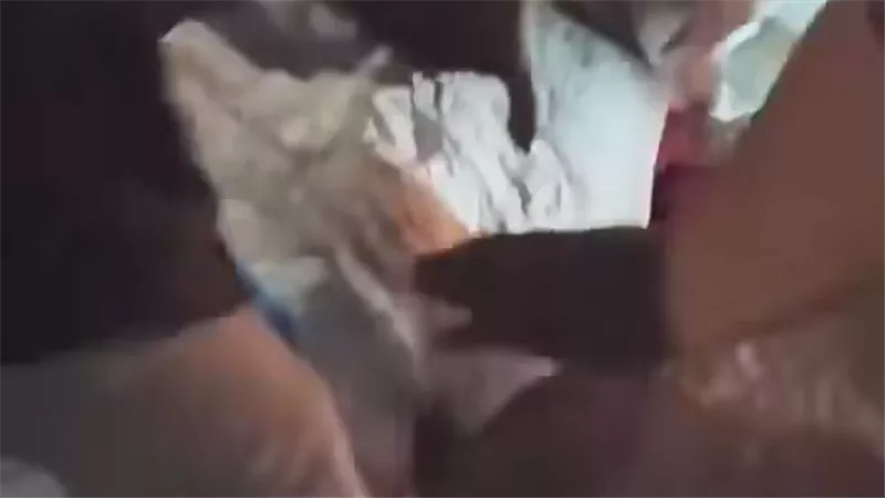 مصرع مسن دهسًا على الطريق أمام ملعب زوسر بالقليوبية والسائق يتخلى عن إنسانيته