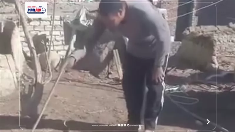 إصابة حاوي ثعابين بلدغة كوبرا أثناء عمله في قرية فرقص بالفيوم
