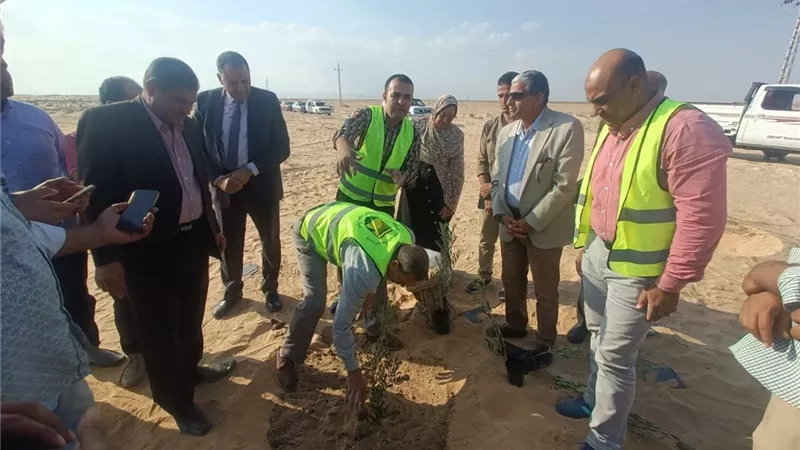توزيع 850 ألف شتلة زيتون بالمجان على أهالي سيناء لتمكين صغار المزارعين 