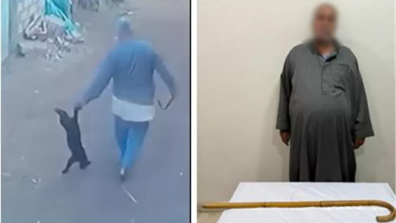 الأمن بالشرقية يقبض على عامل تعدى على قطة داخل منزله