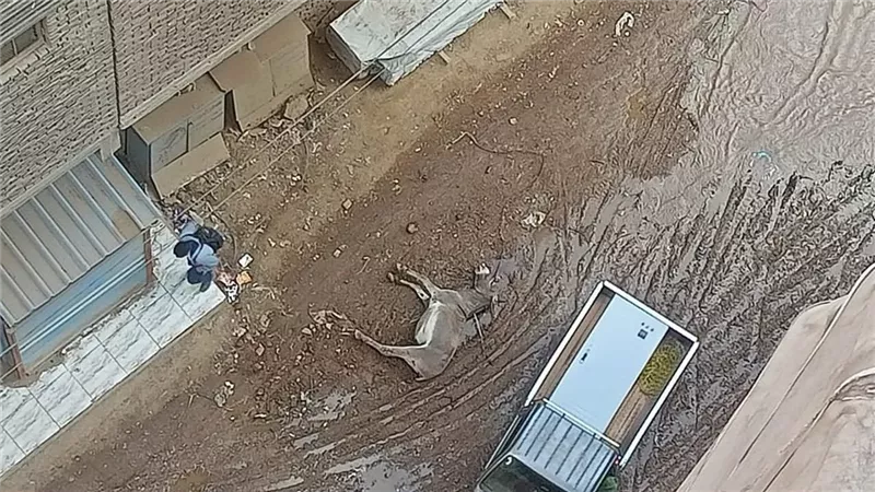 حيوان نافق يثير غضب السكان بشارع الوحدة بمنطقة بن الحكم بشبرا الخيمة
