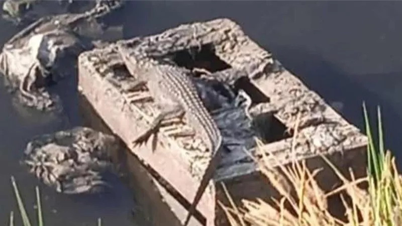 أهالى الشرقية يتداولون فيديو لظهور تماسيح بأحد مصارف مركز بلبيس