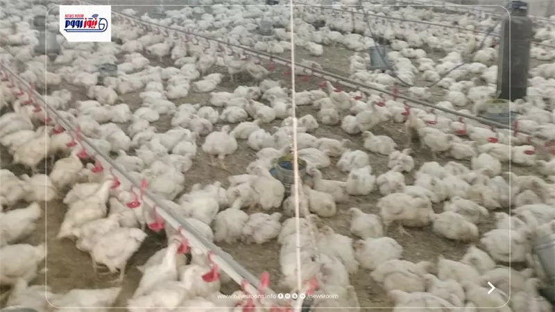 مديرية الزراعة بالفيوم تتابع محلات الأعلاف ومزارع الدواجن لضبط المخالفات