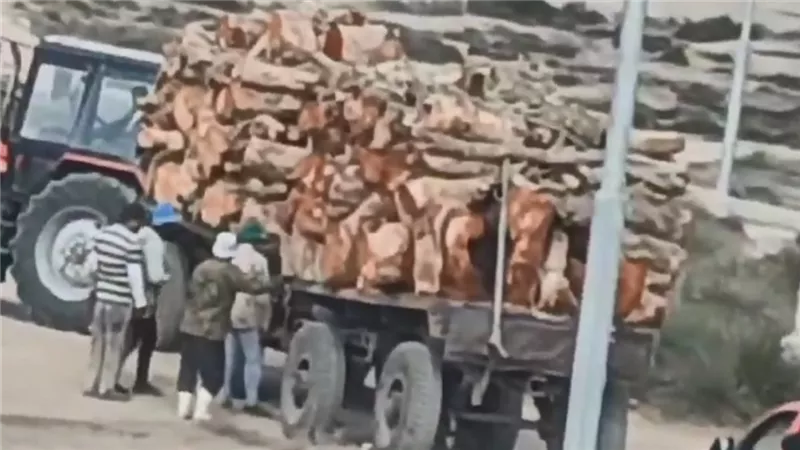 مخالفة مالية كبرى.. مصدر بالآثار: قطع أشجار 