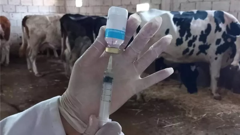الطب البيطري: لقاح محلي جديد يحمي الثروة الحيوانية من العترة المستجدة