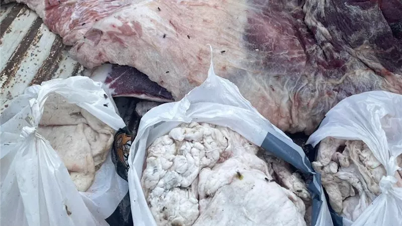 حملة بيطرية مكبرة تضبط لحوما غير صالحة وتواصل جهود حماية صحة المواطنين