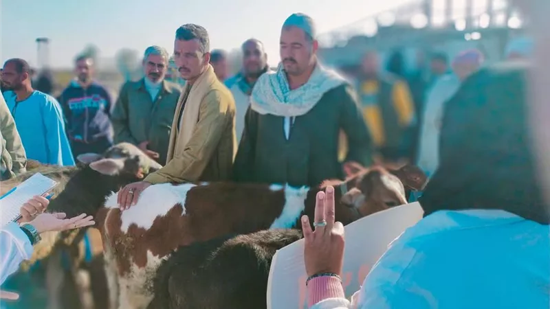 حملات بيطرية مكثّفة داخل أسواق الماشية بالقطاع الريفي في السويس