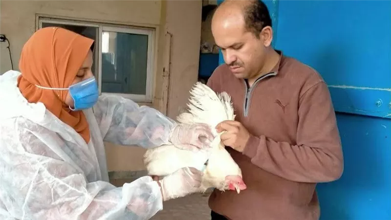 «بيطرى الشرقية» يُحصن 142 ألف و895 طائر ضد مرض أنفلونزا الطيور