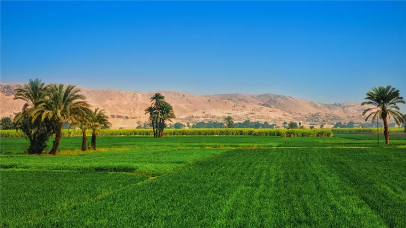 ما تأثير رفع إيجار الأراضي الزراعية على المحاصيل؟ وزارة الزراعة تجيب