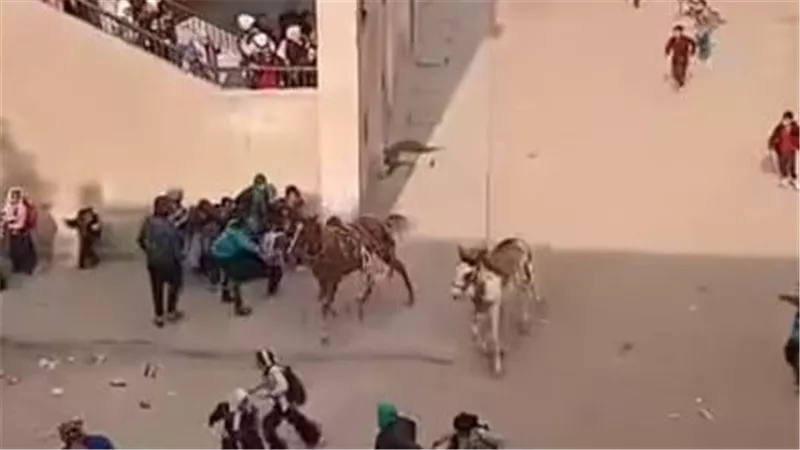 هلع وفوضى.. فيديو يثير الجدل لحصانين في حالة هياج وسط التلاميذ