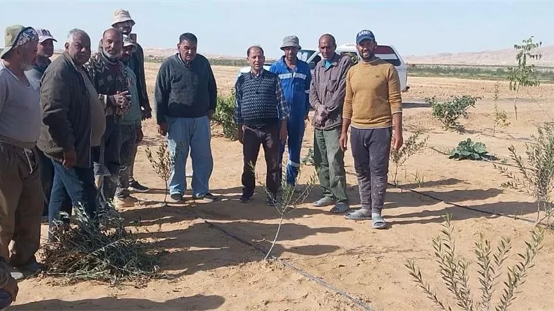 «بحوث الصحراء» يعزز الدعم الميداني للمزارعين بسيناء بخطة مرور دوري وتدريب عملي
