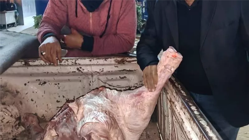 ضبط كميات كبيرة من اللحوم المذبوحة خارج المجازر وغير الصالحة بالمنوفية 