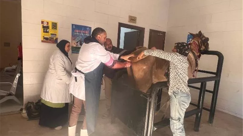 الغربية تطلق قافلة بيطرية شاملة لخدمة الماشية والطيور في القرى الأكثر احتياجًا