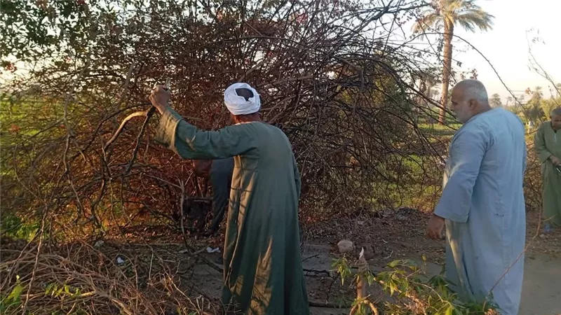 لمنع الحوادث.. أعمال تهذيب الاشجار بالطريق السريع من كمين دندره حتى الصحراوى