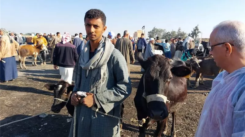 متابعة وتحصين الحيوانات بقرية جنيفة بالسويس ضد الحمي القلاعية والوادي المتصدع