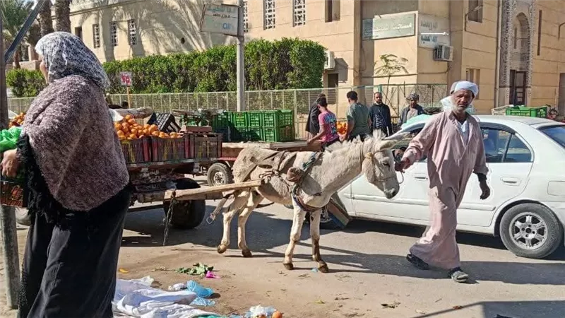 حملات رفع إشغالات وتصدى لظاهرة النبيشة والعربات الكارو بحى الأربعين في السويس