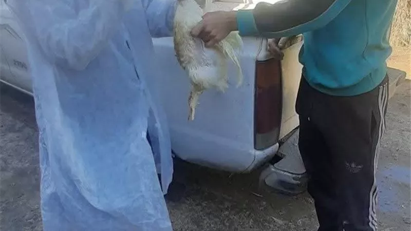 مديرية الطب البيطري بدمياط تنفذ جولات ميدانية لمراقبة مزارع الدواجن