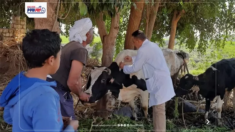 تحصين 239 ألف رأس ماشية ضد الحمى القلاعية والوادي المتصدع بالمنيا 