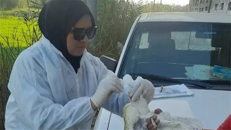 مديرية الطب البيطري بدمياط تكثف الرقابة على مزارع الدواجن لضمان سلامة الغذاء