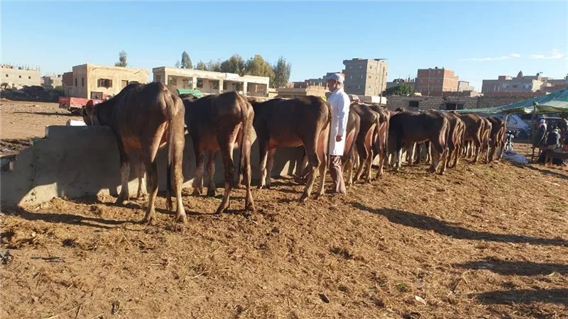 تحصين 286 ألف رأس ماشية بالدقهلية ضمن الحملة القومية ضد الحمى القلاعية