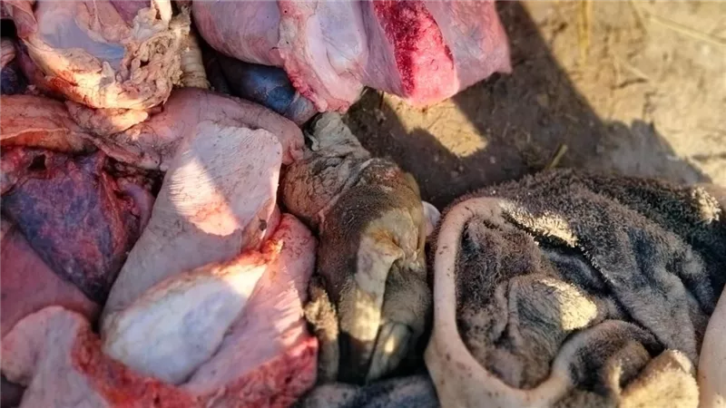 ضبط ١٥٠ كجم لحوم غير صالحة للاستهلاك الآدمي في حملة بيطرية مكبرة بالقليوبية
