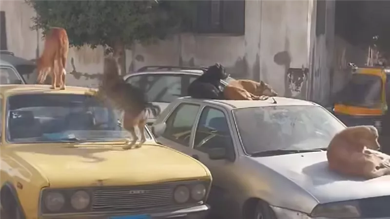 بعد وفاة شاب.. انتشار الكلاب الضالة بشوارع المنوفية خطر يهدد أرواح المواطنين