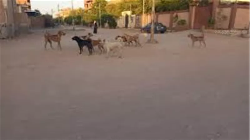 انتشار الكلاب الضالة في شوارع نجع حمادي يهدد حياة الأهالي بقنا