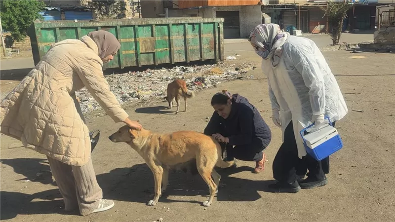 بيطري الإسماعيلية يواصل حملاته المكثفة لتحصين الكلاب الحرة ضد السعار