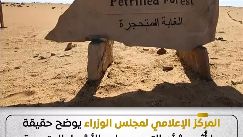 البيئة تنفي التعدي على الأشجار المتحجرة داخل محمية الغابة المتحجرة