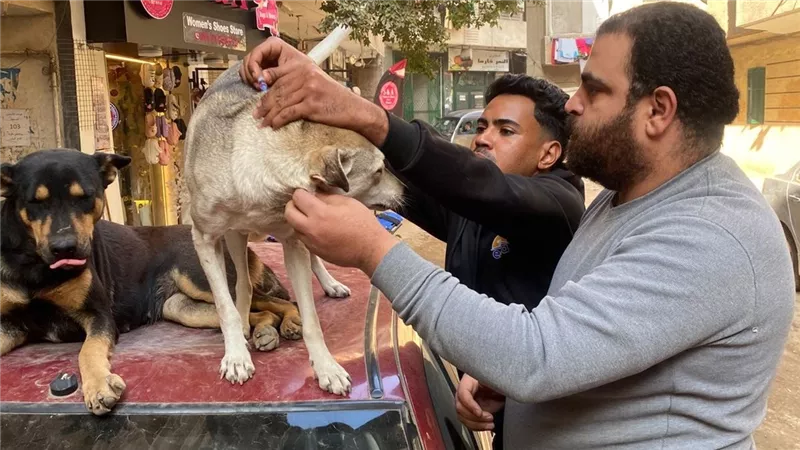 أزمة كلاب الشوارع.. منى خليل تكشف تفاصيل أول حملة في عين شمس| خاص