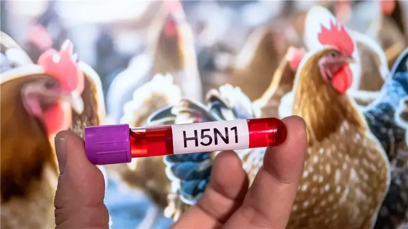 إسرائيل تبلغ عن تفشي سلالة H5N1 لإنفلونزا الطيور داخل مزرعة