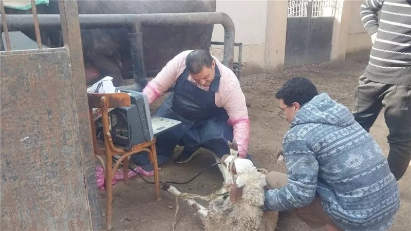 قافلة علاجية بيطرية بقرى مركز بنها لدعم المربين والحفاظ على الثروة الحيوانية