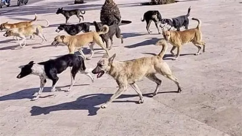 بتوجيهات المحافظ.. بيطري قنا ينجح في تحصين 128 كلبًا ضالًا
