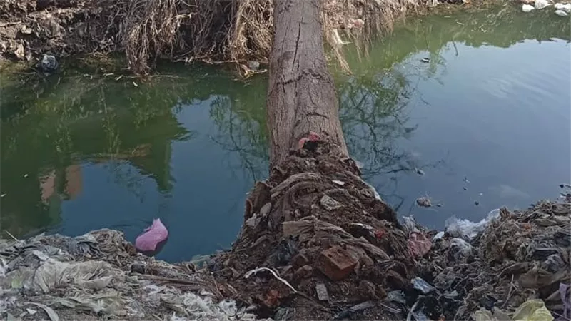 سقوط شجرة ضخمة على أسلاك الكهرباء بكفر ديما وانقطاع التيار دون خسائر بشرية